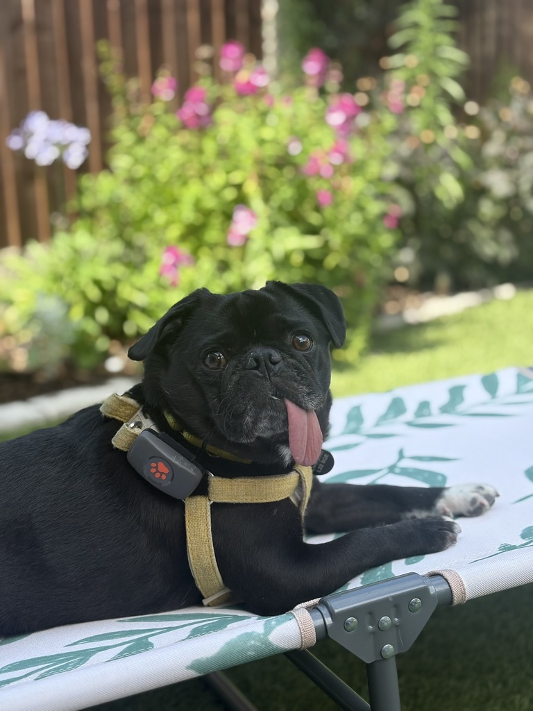 Original pet photo uploaded by a customer